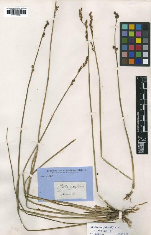 Eurychorda complanata (R.Br.) B.G.Briggs & L.A.S.Johnson - BM000991295