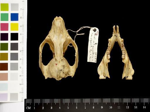 Phalanger orientalis ducatoris Thomas, 1922 - 1878.2.5.6_Skull_Dorsal