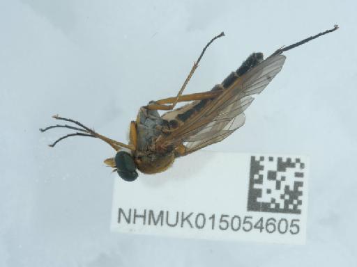 Rhagio tringarius (Linnaeus, 1758) - 015054605_1