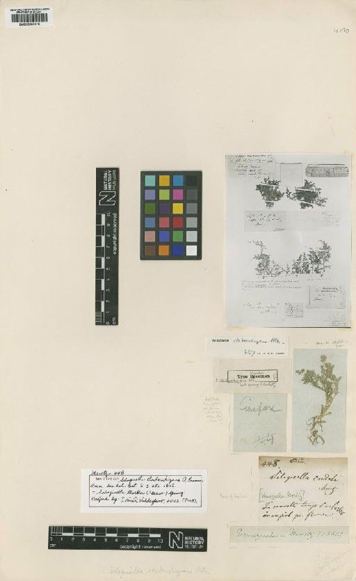 Selaginella tenella (P.Beauv.) Spring - BM000801315