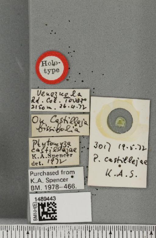 Chromatomyia castillejae (Spencer, 1973) - BMNHE_1489443_label_60494