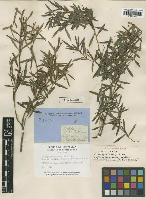 Leucopogon lanceolatus (Sm.) R.Br. - BM001040127