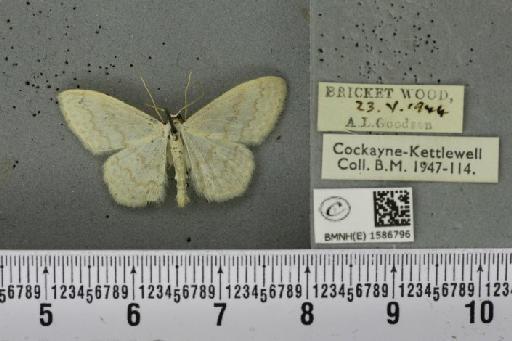 Scopula floslactata floslactata (Haworth, 1809) - BMNHE_1586796_271406