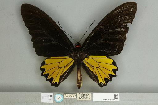 Troides helena isara Rothschild, 1908 - 013606724__1240778