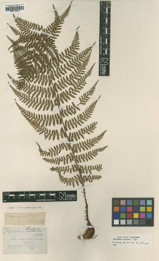 Dryopteris blanfordii (C.Hope) C.Chr. - BM001066063