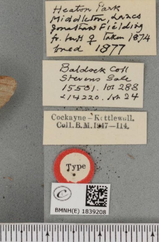 Biston betularia ab. decolorata Cockayne, 1940 - BMNHE_1839208_label_412904