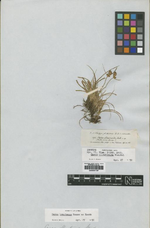 Carex bracteosa Kunze ex Kunth - BM000901287
