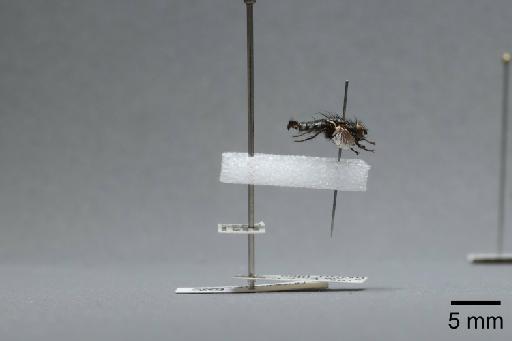 Sarcophaga (Myorhina) villeneuvei Boettcher, 1912 - 015092575_lateral