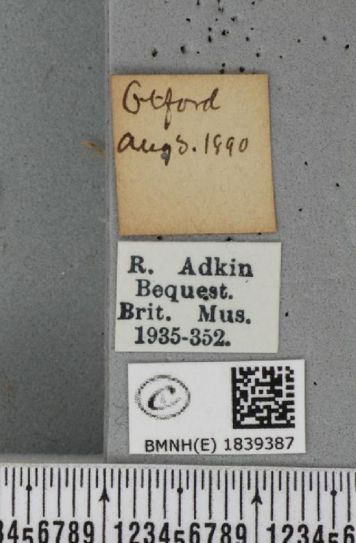 Aplocera efformata (Guenée, 1858) - BMNHE_1839387_label_406830