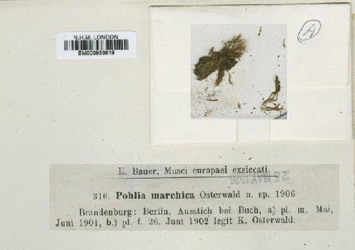 Pohlia marchica Osterwald - BM000983619