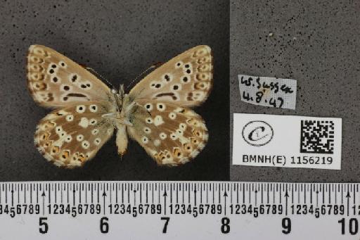 Lysandra coridon ab. parisiensis Gerhard, 1852 - BMNHE_1156219_107532