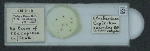 Euplectrus parvulus Ferrière, 1941 - 010160163_118368_1641315