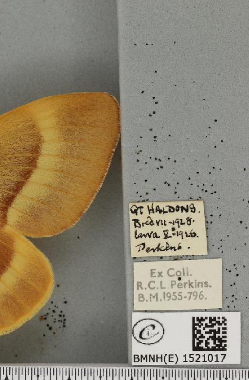 Lasiocampa quercus quercus (Linnaeus, 1758) - BMNHE_1521017_label_194387