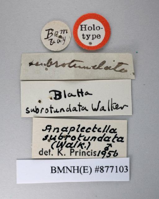 Blatta subrotundata Walker, 1871 - Blatta subrotundata Walker, F, 1871, male, holotype, labels. Photographer: Aging Wang. BMNH(E)#877103