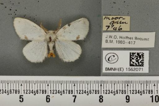 Euproctis similis (Fuessly, 1775) - BMNHE_1562071_254107