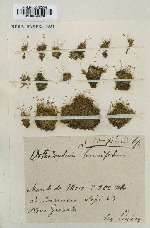 Orthodontium pellucens (Hook.) Bruch, Schimp. & W.Gümbel - BM000983520