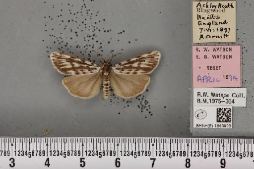 Coscinia cribraria bivittata (South, 1900) - BMNHE_1663093_282816