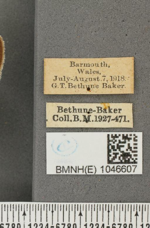 Aphantopus hyperantus (Linnaeus, 1758) - BMNHE_1046607_label_28485