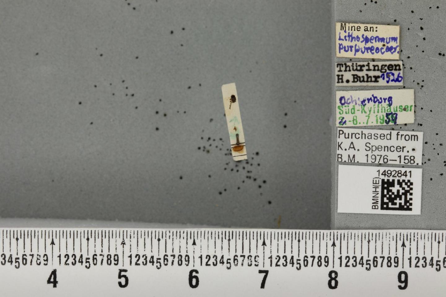 Phytomyza lithospermi