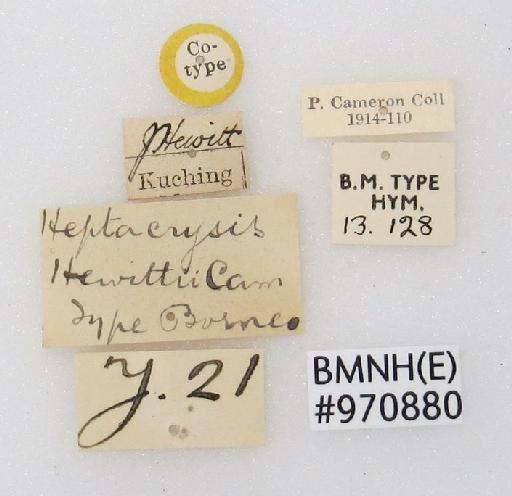 Chrysis hewittii Cameron, P., 1908 - Heptachrysis_hewittii-BMNH(E)#970880_type-labels