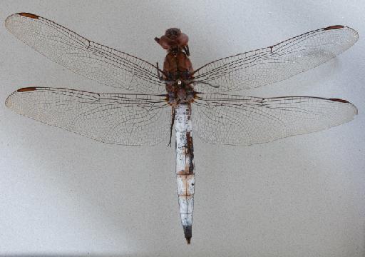 Orthetrum austeni (Kirby, 1900) - 011249043_Thermorthemis_austeni_LT_dorsal