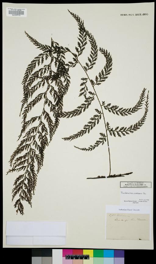 Trichomanes L. - Spruce - BM000777354