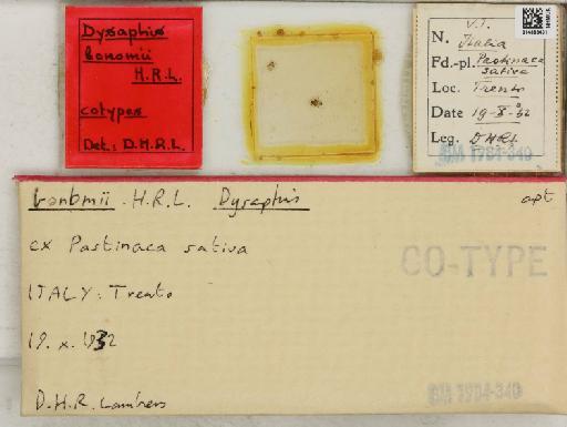 Dysaphis bonomii Hille Ris Lambers, 1935 - 014883431_112610_1094068_157757_Type