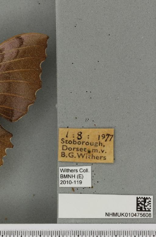 Laothoe populi populi (Linnaeus, 1758) - NHMUK_010475608_label_533626