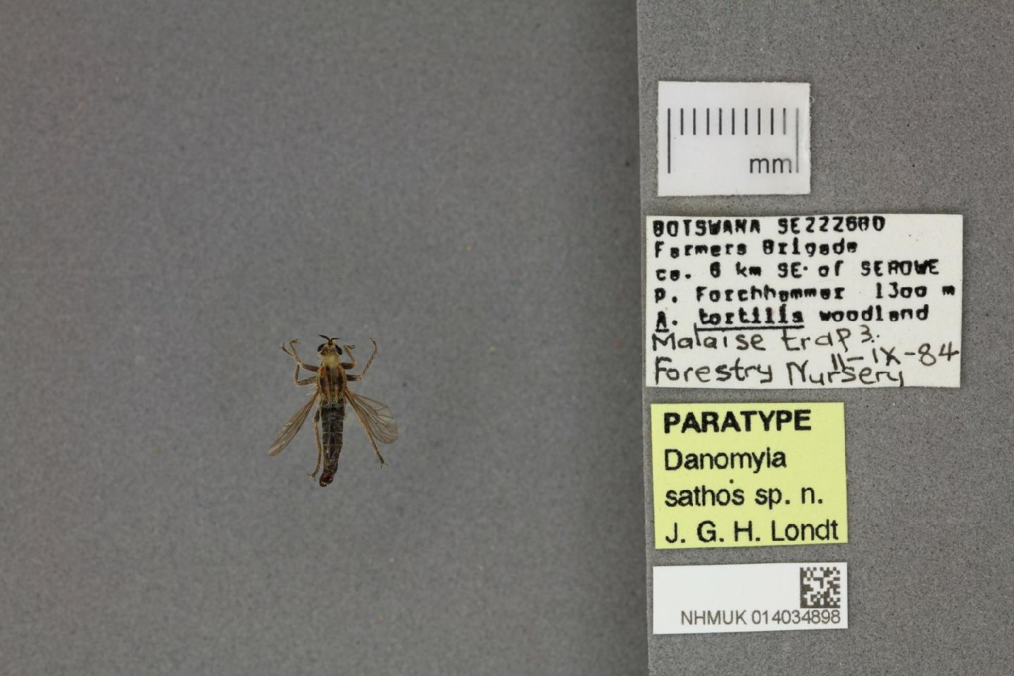 Danomyia sathos