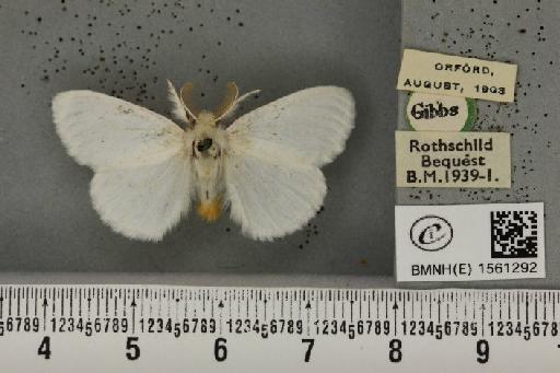 Euproctis similis ab. immaculata Lempke, 1937 - BMNHE_1561292_254030
