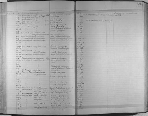 Notopygos megalops McIntosh, 1885 - Zoology Accessions Register: Annelida & Echinoderms: 1924 - 1936: page 101