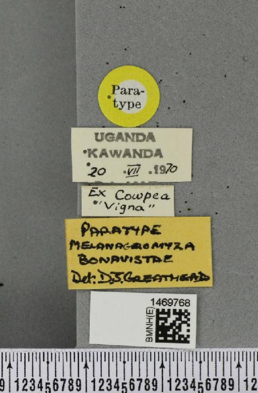 Melanagromyza bonavistae Greathead, 1971 - BMNHE_1469768_label_44930