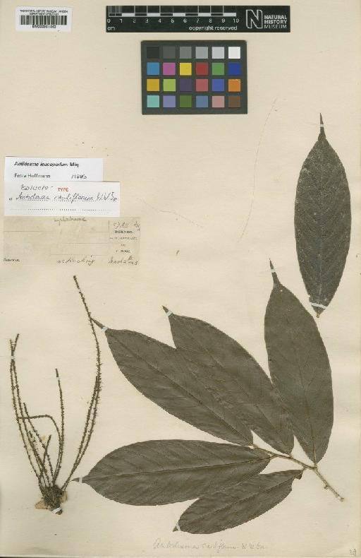 Antidesma leucopodum Miq. - BM000951360