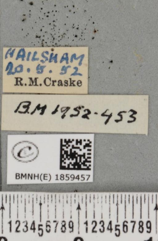 Pseudopanthera macularia ab. fuscaria Staudinger, 1871 - BMNHE_1859457_label_430051