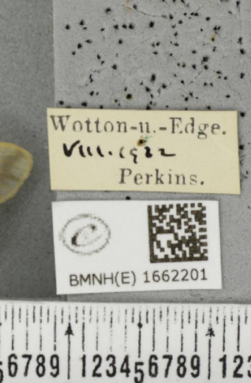 Nudaria mundana (Linnaeus, 1761) - BMNHE_1662201_label_257886