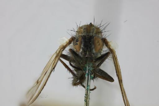 Anthomyia limbinervis (Macquart, 1843) - Anthomyia limbinervis female head