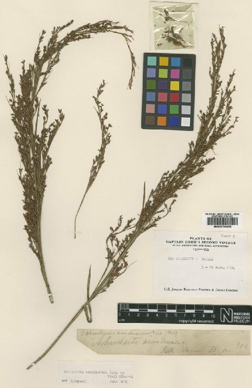 Tetraria arundinacea (Sol. ex Vahl) T.Koyama - BM000798905