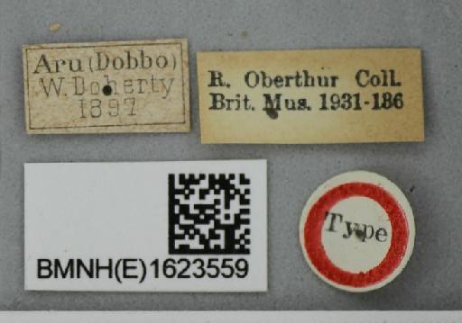 Hasora hurama arua Evans, 1934 - Hasora hurama arua Evans holotype 1623559 labels