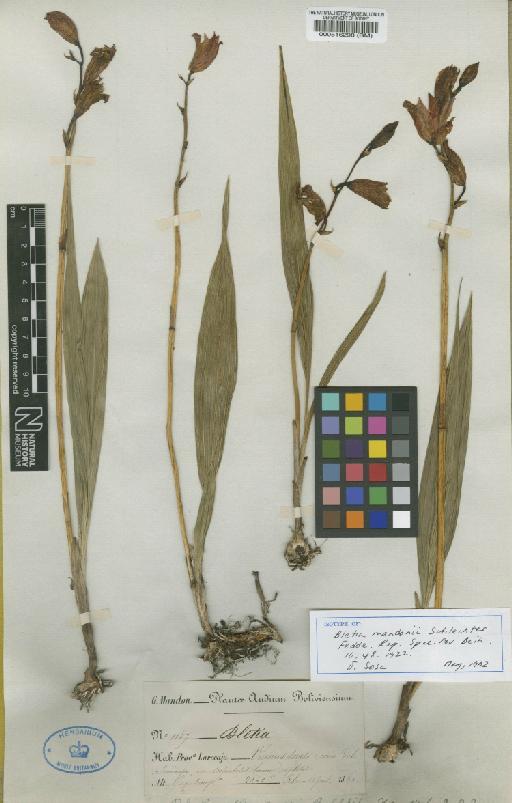 Bletia campanulata La Llave & Lex. - BM000516298