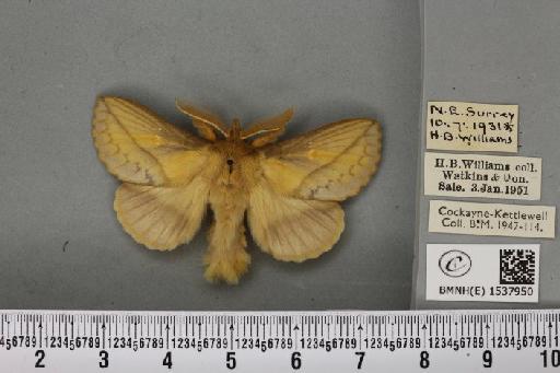 Euthrix potatoria ab. feminalis Grunberg, 1911 - BMNHE_1537950_198138