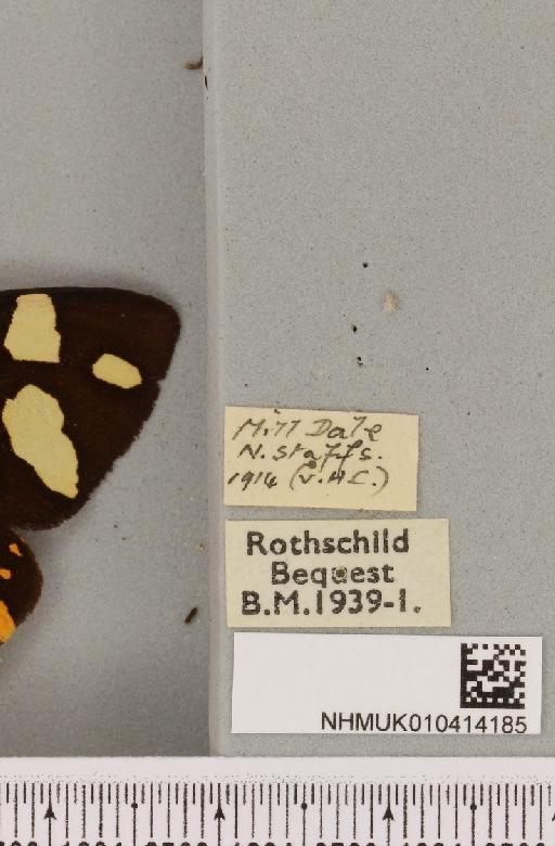 Arctia villica britannica Oberthür, 1911 - NHMUK_010414185_label_520241