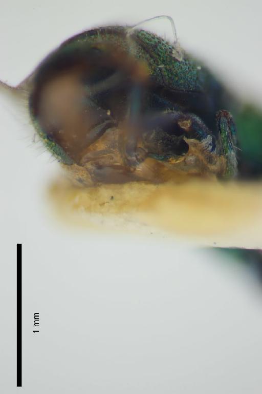 Chrysis turneriella Bohart, 1990 - Chrysis_turneri-BMNH(E)#970923_type-ventral-5X