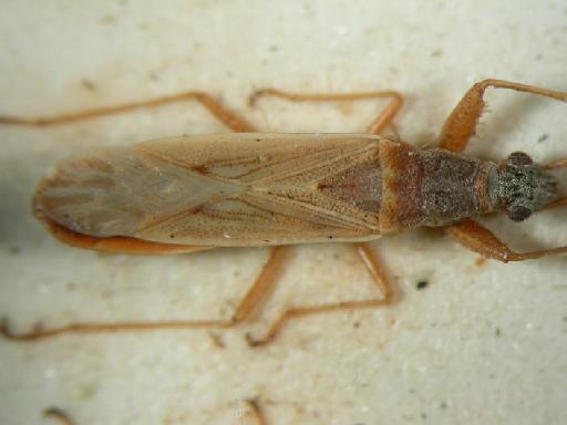 Paromius gracilis Rambur - Hemiptera: Pargra