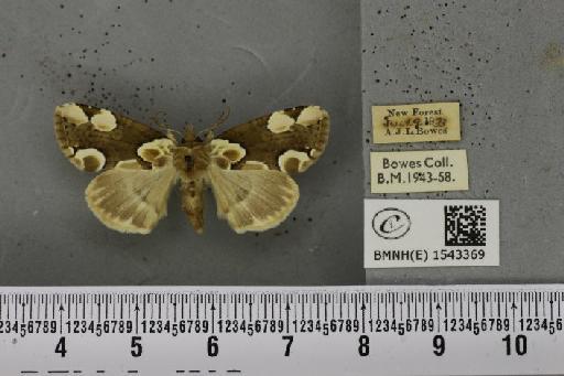 Thyatira batis ab. indecorata Turner, 1926 - BMNHE_1543369_234912