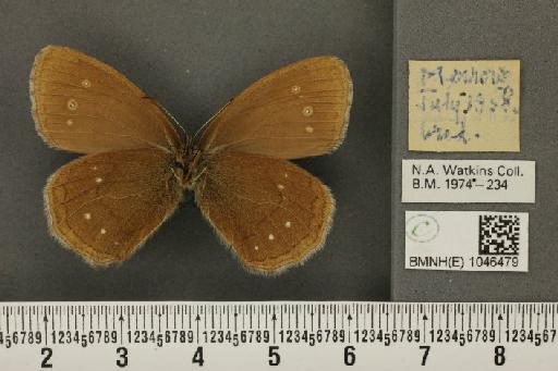 Aphantopus hyperantus (Linnaeus, 1758) - BMNHE_1046479_26085