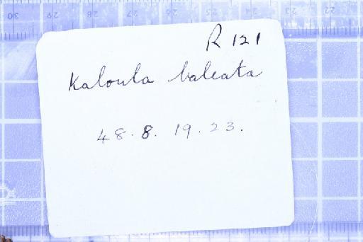 Kaloula baleata (Mueller, 1836) - 1947.2.10.72-pic5