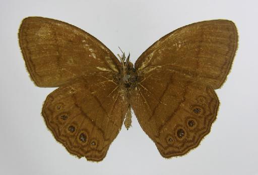 Euptychia fumata Butler, 1867 - BMNH(E)_1267093_Zischkaia_(Euptychia)_fumata_Butler_T_male_ (3)