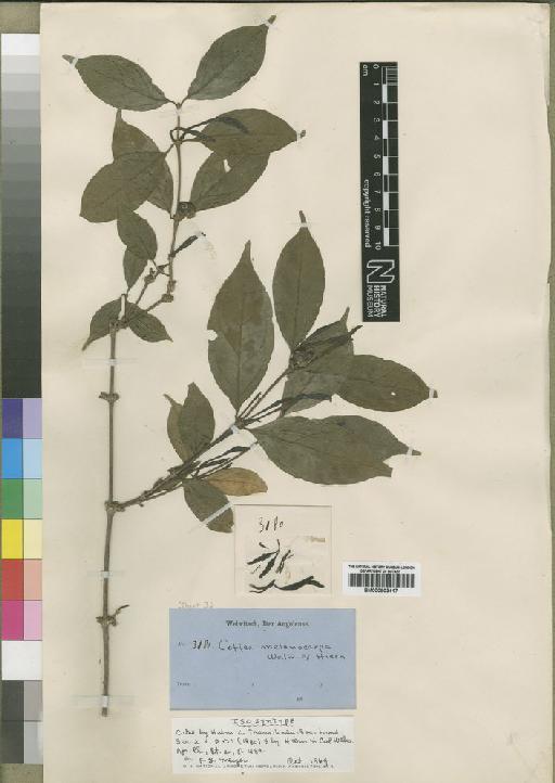 Coffea melanocarpa - BM000903417