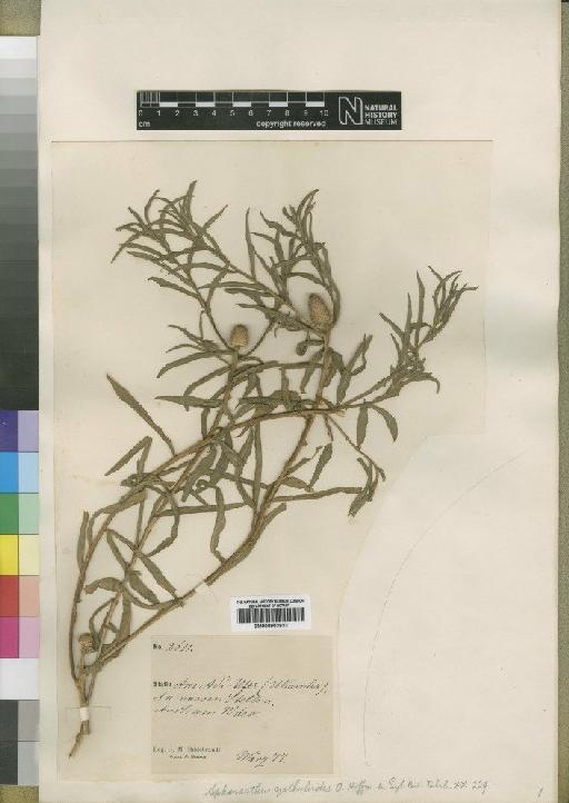 Sphaeranthus cyathuloides O.Hoffm. - BM000903933