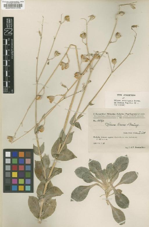 Silene csereii subsp. aeoniopsis (Bornm) Chowdh - BM000573442